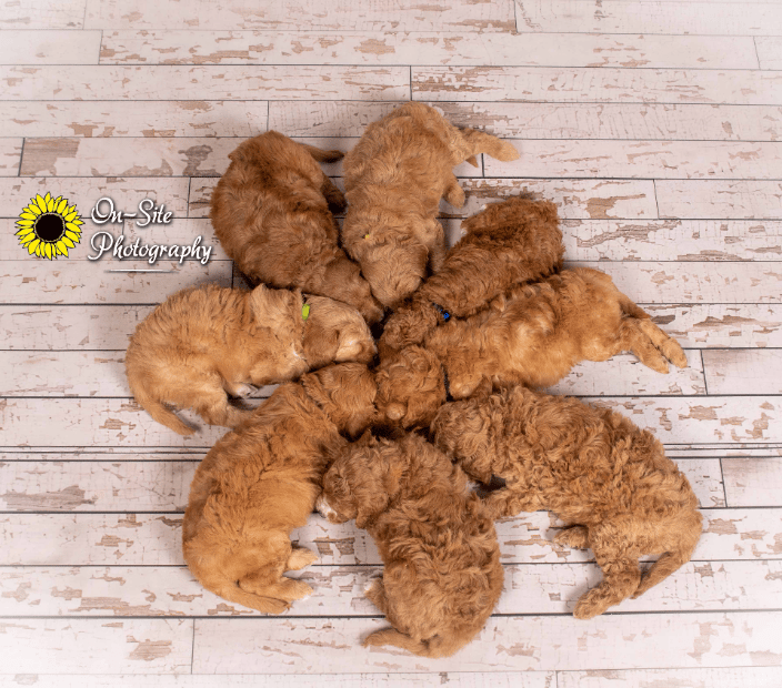 Doodle Nap time..... Pet friendly studio www.On-SitePhotography.com buckeye, az