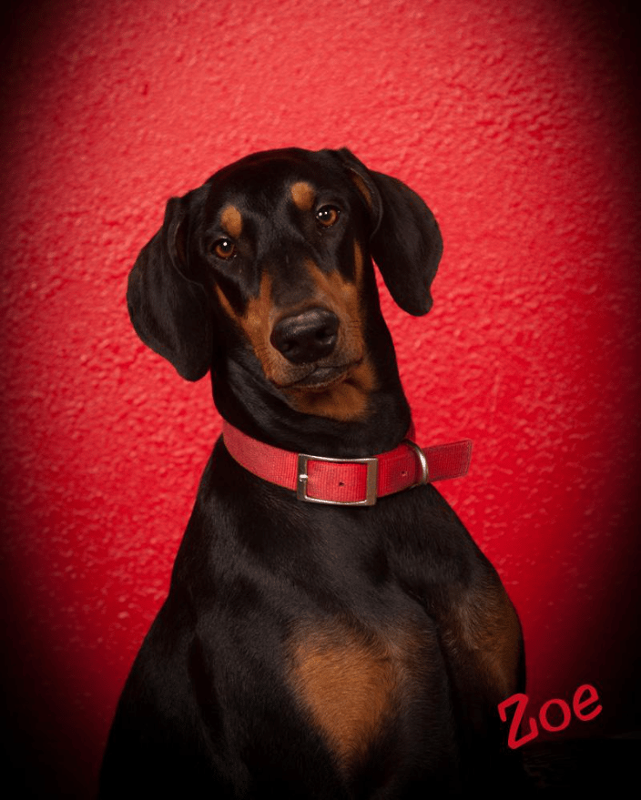 Pet photographer, pet portraits, www.on-sitephotography.com pet friendly studio