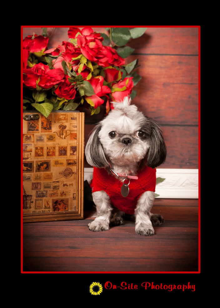 No pet too small or tall, pet friendly studio, www.On-SitePhotography.com click on pet gallery