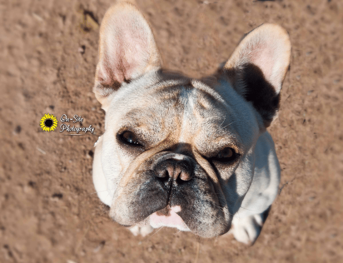 Pet Portraits, Pet Photographer, www.On-SitePhotography.com pet gallery, buckeye, az studio