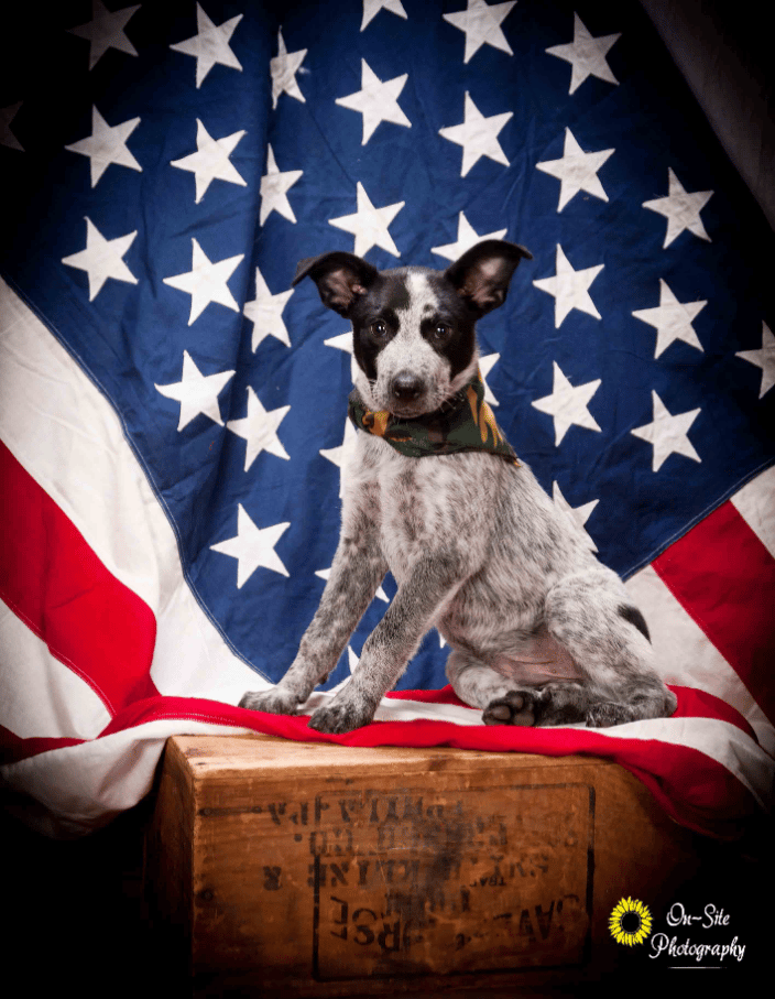 All American pup, puppy photos, dog photographers, puppy photographer, www.On-SitePhotography.com buckeye, 