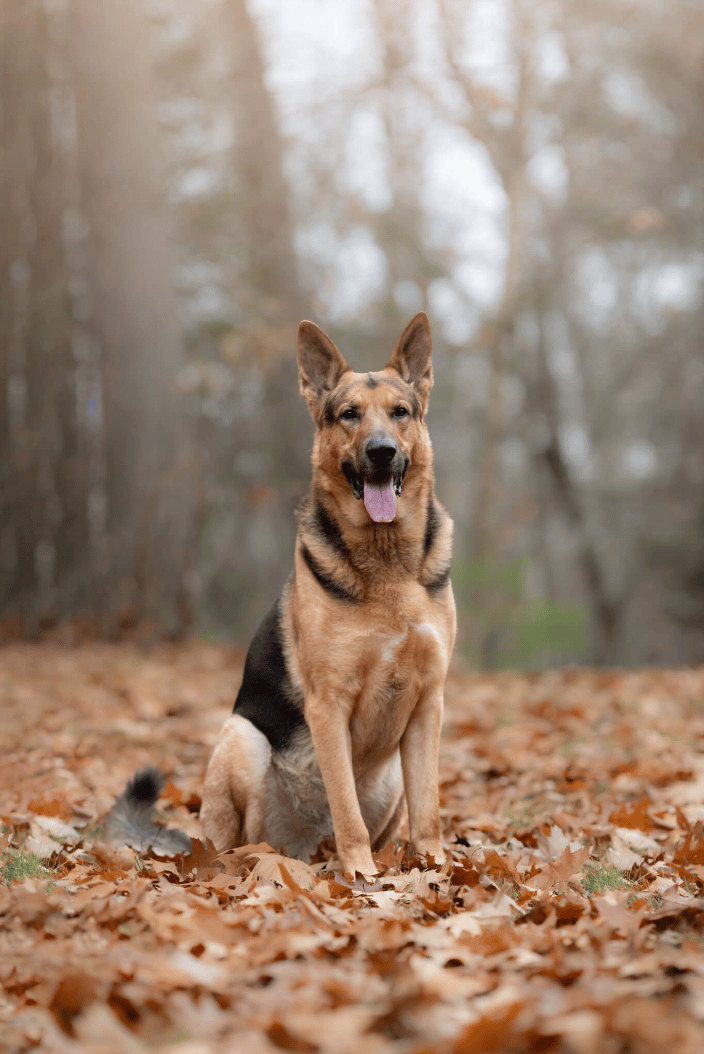 German Shepard in NH in the fall leaves