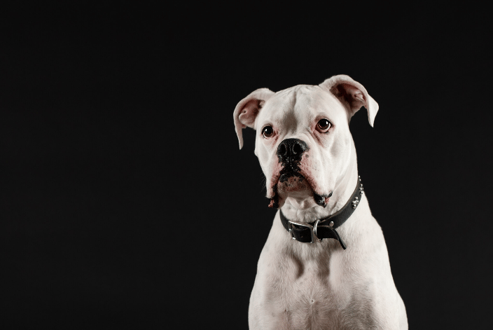 White Boxer Dog in Boxborough MA Studio