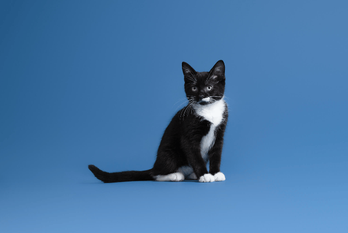Kitten in Boxborough studio
