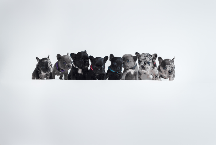 Litter of four week old French Bulldogs in North Brookfield MA