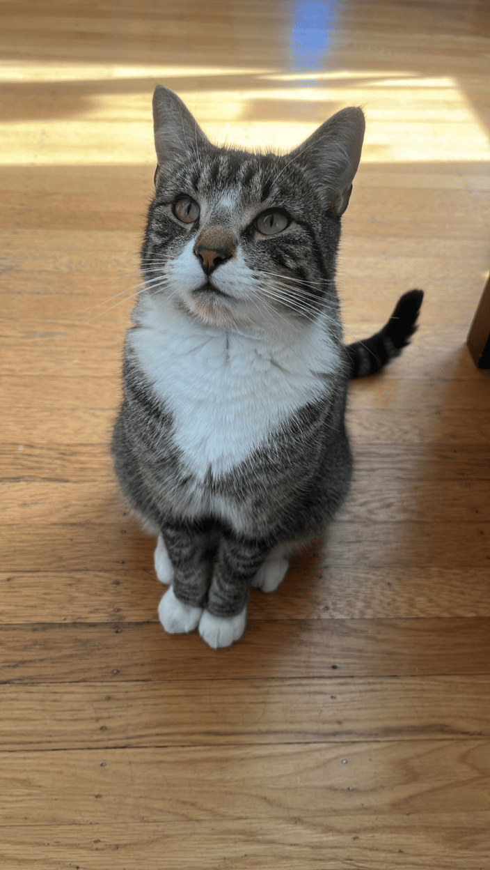 Earl cat - he chose me as his new owner in 2022 (a neighbor let me officially adopt him).