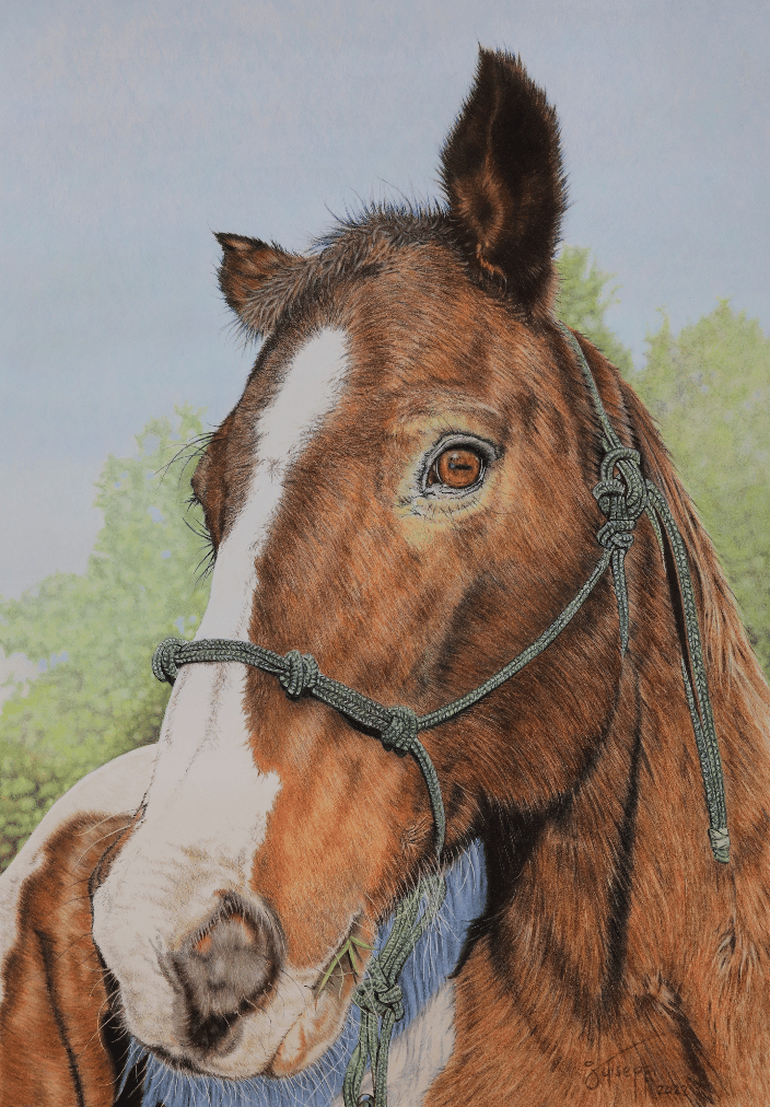 Zeke - Painted Horse