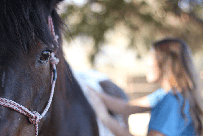 The eyes are a window to the soul. A horses eyes tell me so much throughout a bodywork session.