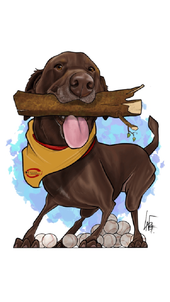 Chocolate Lab