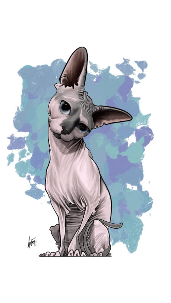 Sphynx Cat
