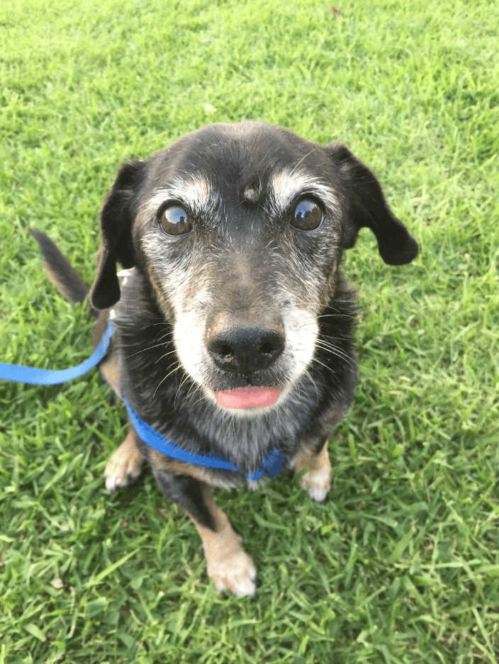 George the 16 year old chiweenie in a harness