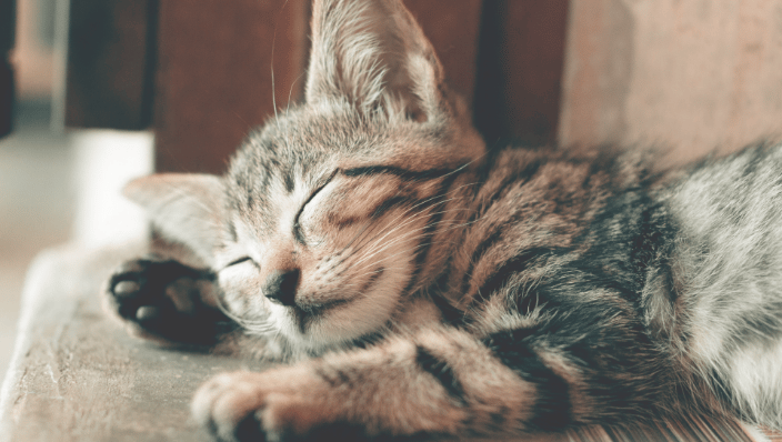 Cat sleeping