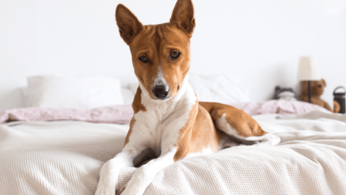 Alert dog