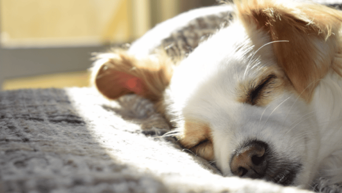 Dog sleeping