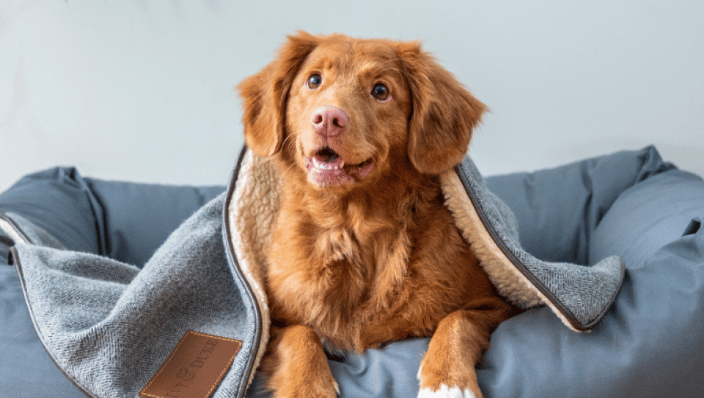 Dog looking up