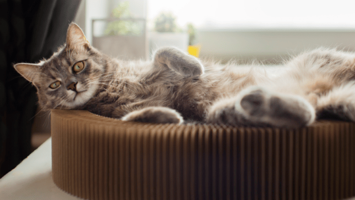 Cat looking