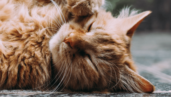Cat asleep