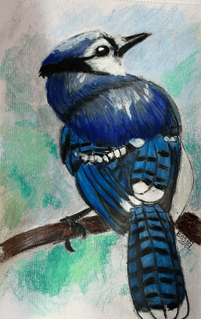 Bluejay (Colored pencil)