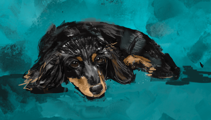Puppy (digital)