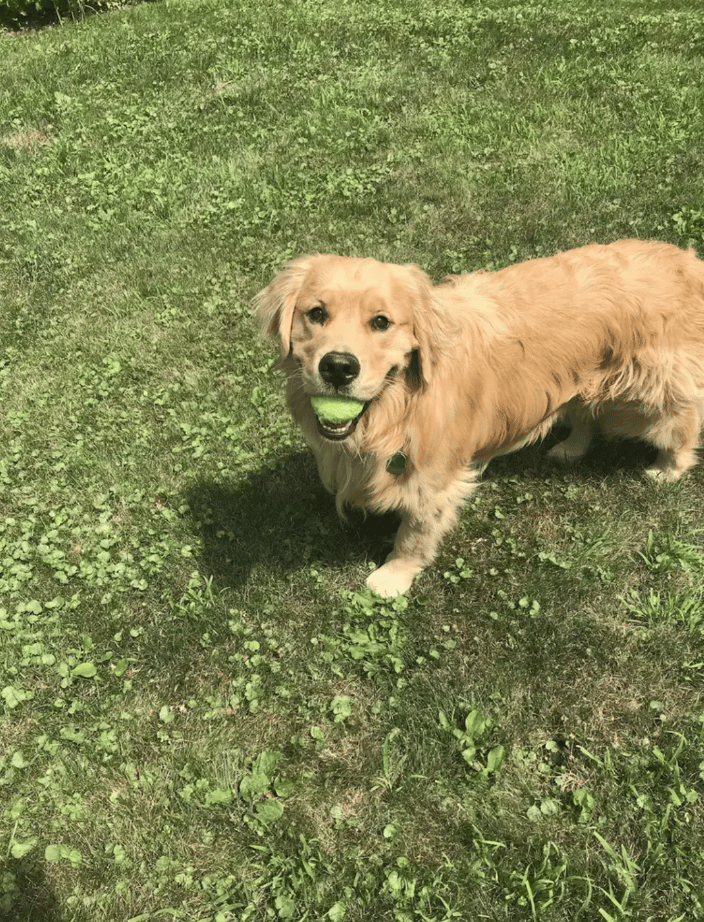 Leo the golden retriever, living up to his reputation