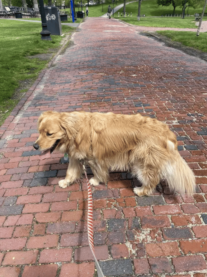 Leo out on the town!