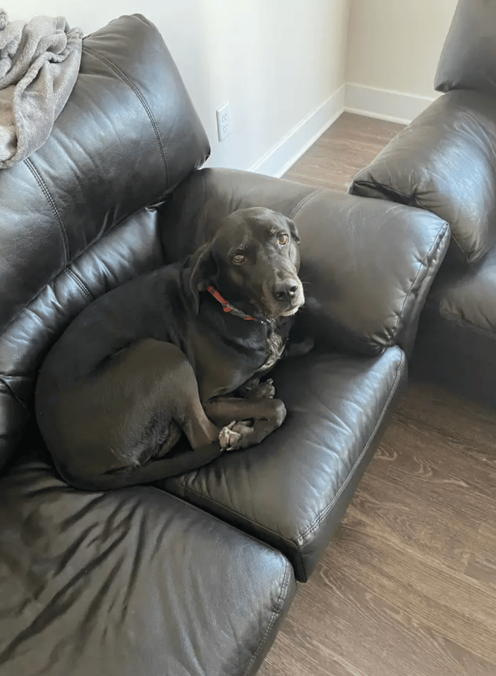 Mara, a true couch potato