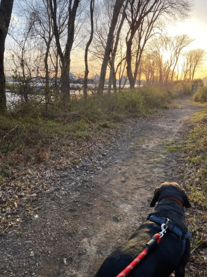 You know what makes a great hike even better? Having a dog by your side