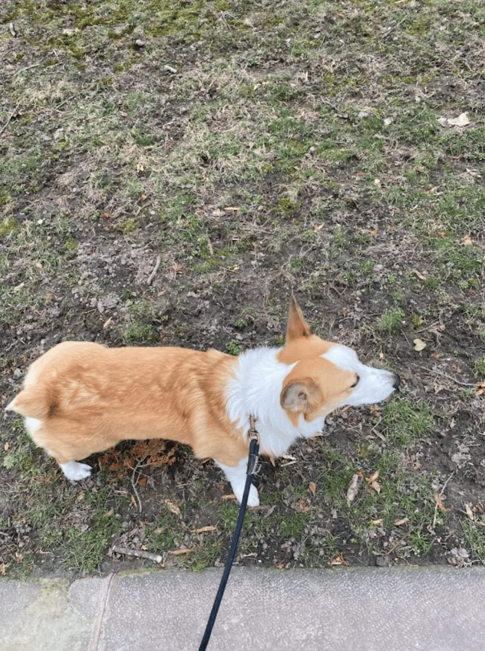 Louie the Corgi puppy, doesn't get much cuter 