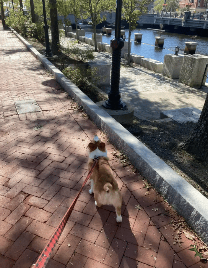 Louie knows how to strut his stuff