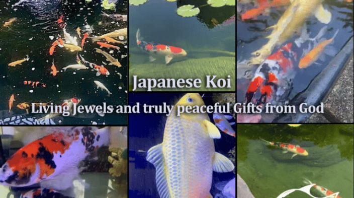 Japanese Koi