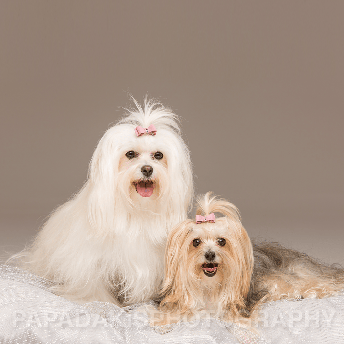 Maltese Dogs Formal Portrait