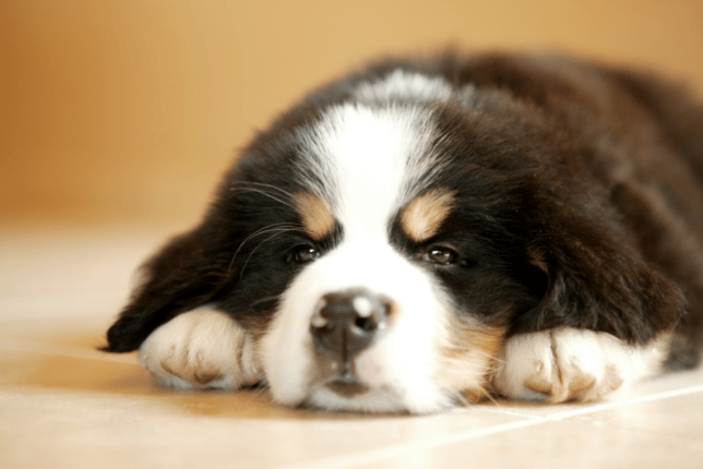 Berner pup