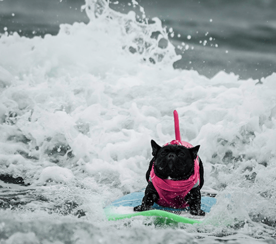 Iza - Surf-a-thon