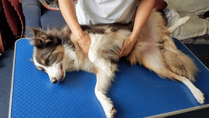Canine Myofunctional Therapy (Dog Massage) 