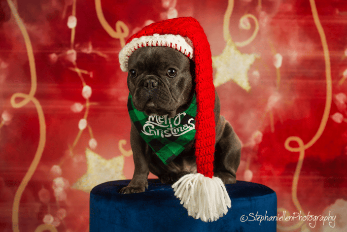 French bull dog in home studio shoot