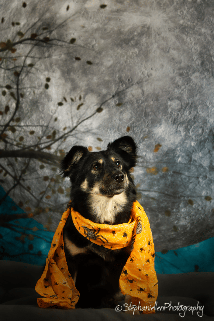 Chinese Village Dog In home studio shoot