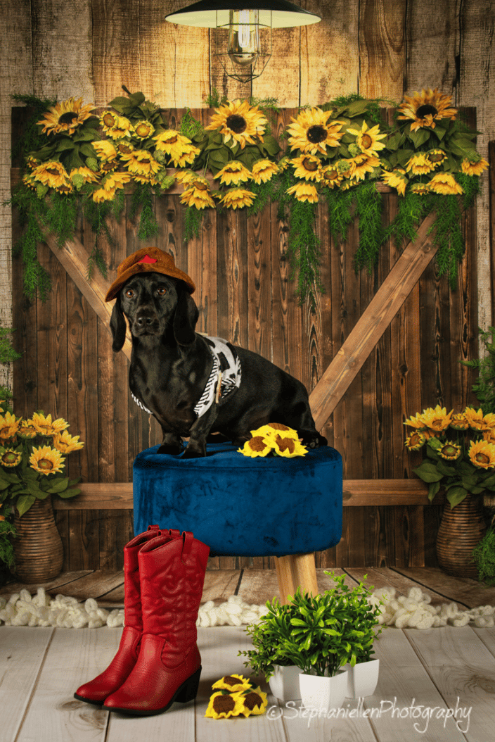 Dachshund Rescue Calendar shoot