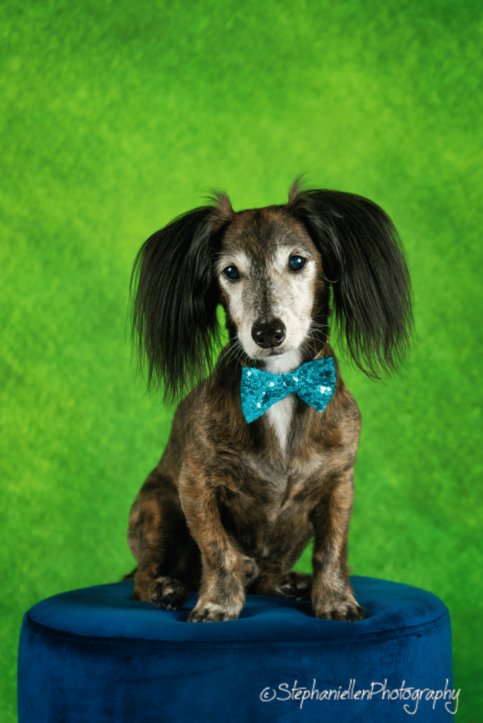 Dachshund calendar shoot