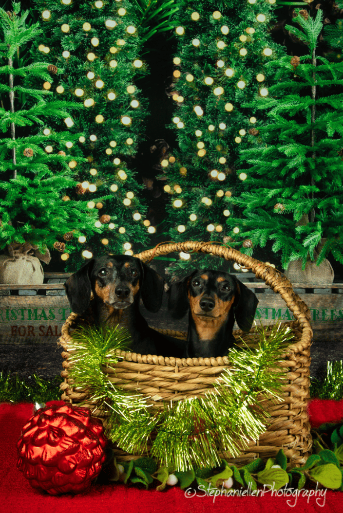 At home studio Christmas 