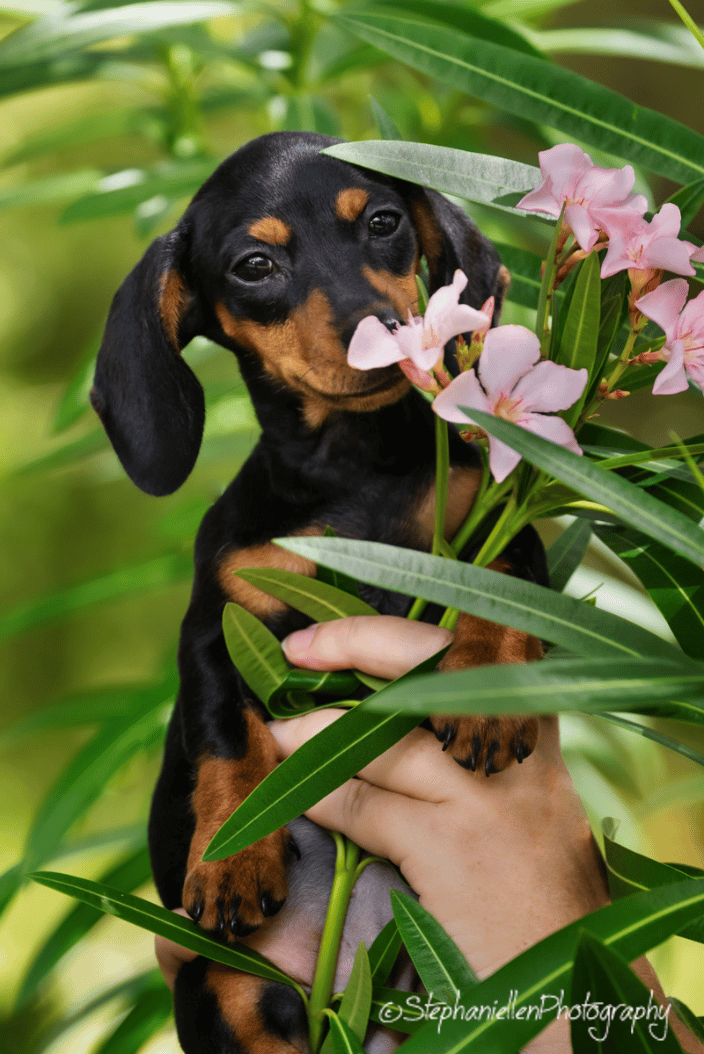 Puppy Shoot Safety Harbor FL