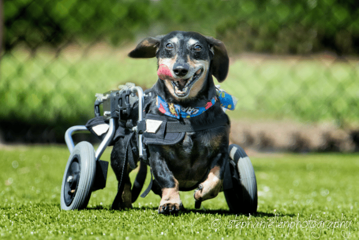 Dog Park shoot 'Snickerdoodle'