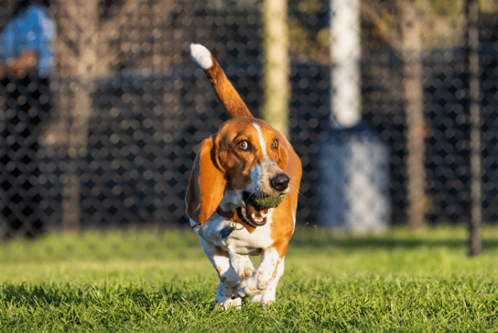 Dog Park