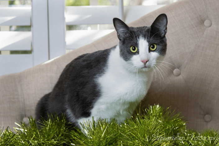 Cat at home shoot