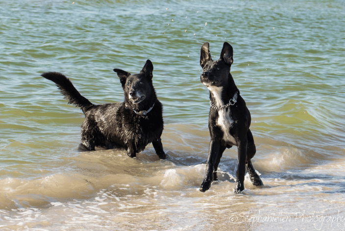 Fort Desoto Dog Beach