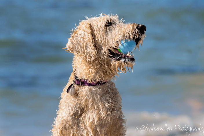 Fort Desoto Dog Beach