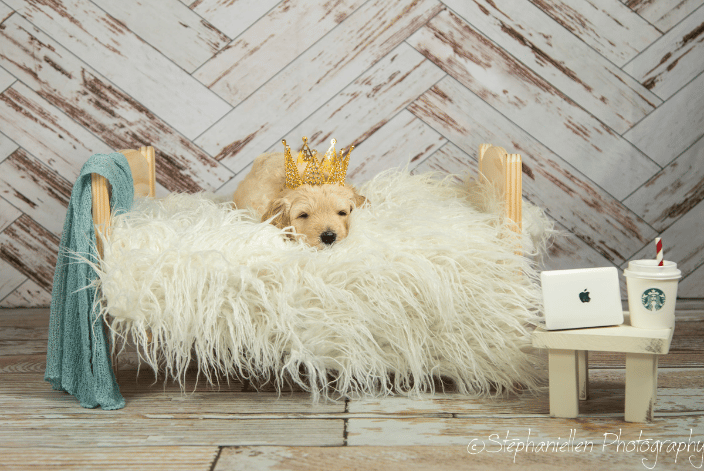 Puppy Shoot