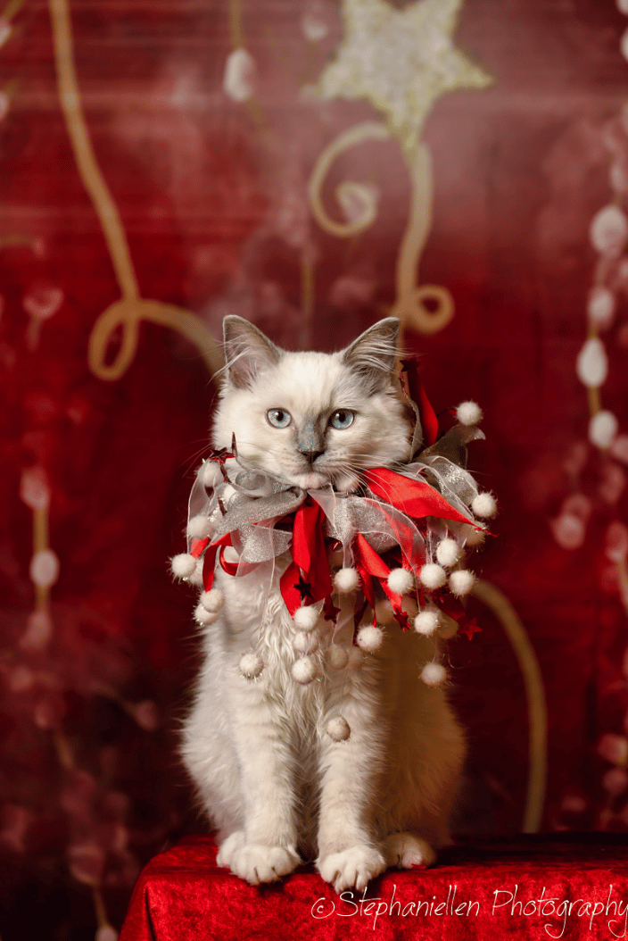 Christmas Cat Photo Doggy Day Care