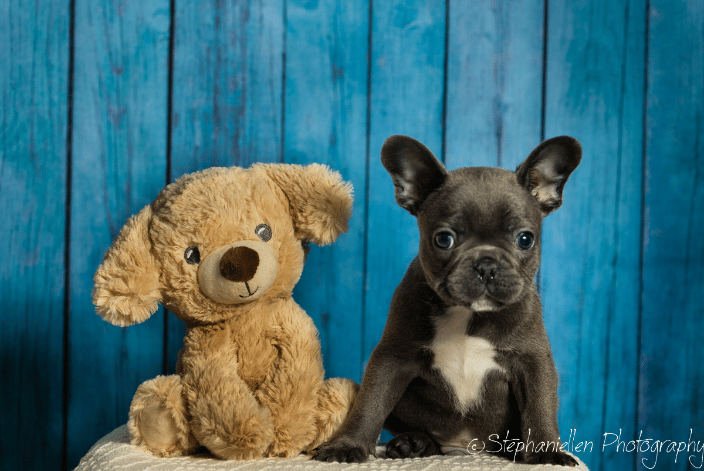 In home puppy studio style shoot