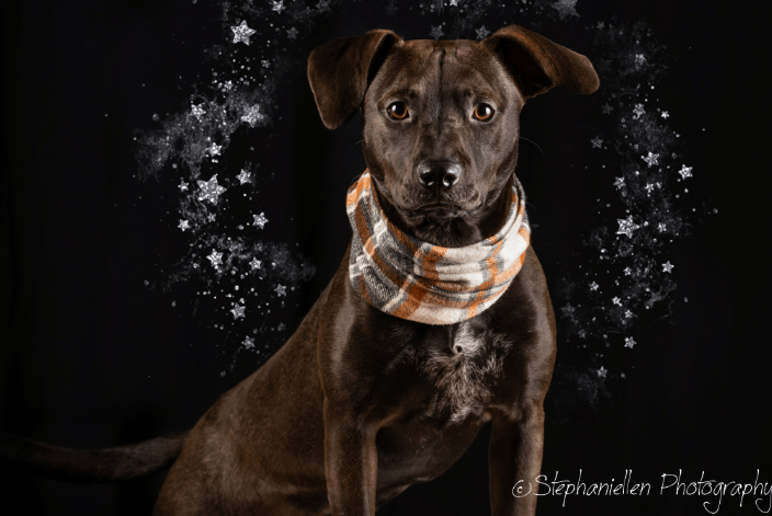 Halloween Portrait Doggy Day Care