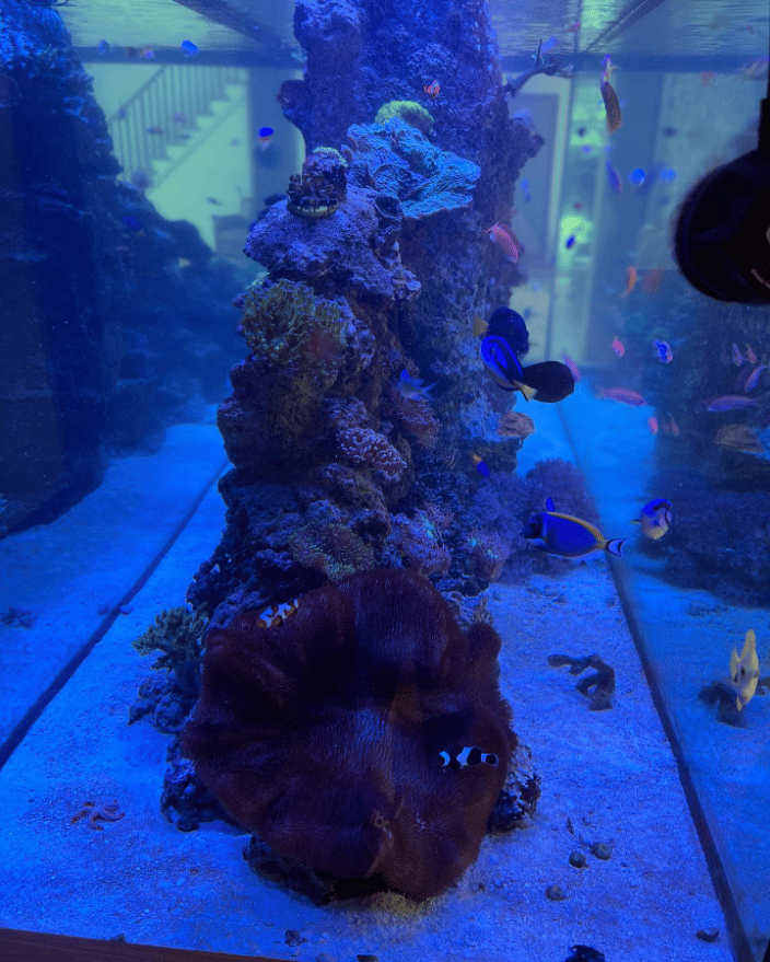 1000GALLON CUSTOM REEF
